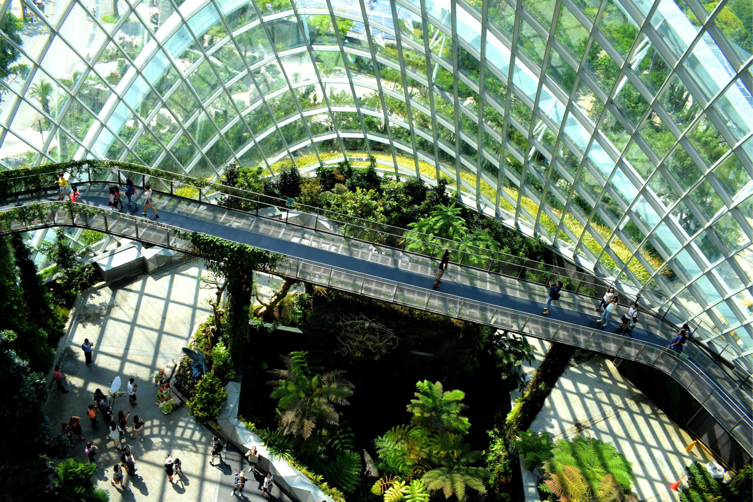 puente con vegetación biren